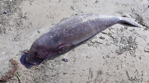A dead dugong calf washed ashore February 2019. 