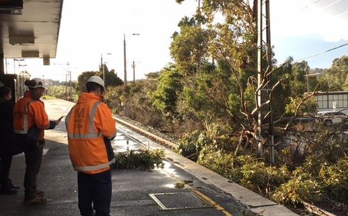 A tree has fallen on the tracks at Glen Iris station, causing afternoon chaos on the Glen Waverley line. Picture: 9NEWS