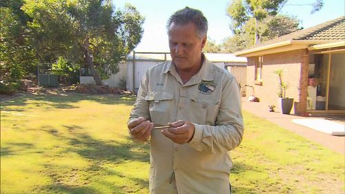 Snake catchers are receiving dozens of calls a day due to ideal breeding conditions (9NEWS)