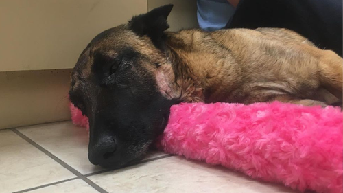 'Eva' is pictured napping during her recovery. The belgian malinois sustained skull fractures and punctured sinuses after the mountain lion latched onto her head. 