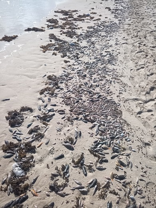 Thousands of dead fish washed up onshore at Coral Bay in March 2022.