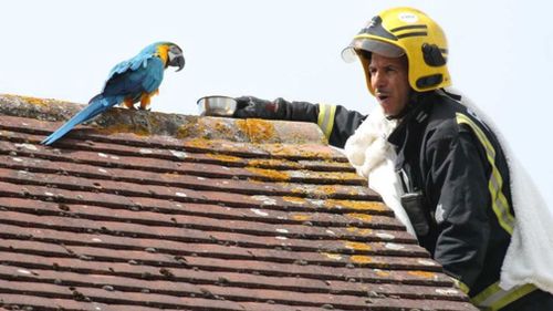 Potty-mouthed parrot greets rescuer with four-letter tirade