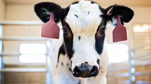 Genetically engineered cows are making human antibodies that neutralize SARS-CoV-2. 