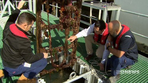 Defence scientists and researchers and Melbourne's Swinburne University are behind the new technology to combat biofouling.