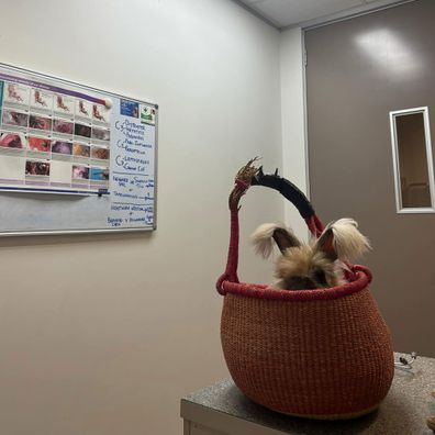 Griffin the Angora rabbit at the vet for a vaccination against calicivirus