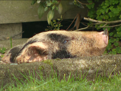 The bizarre pig's head attack complicated the investigation.