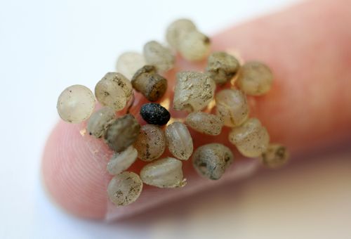 Pieces of microplastic, which were found on the banks of the Warnow in Rostock, Germany.