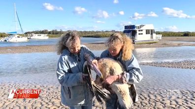 For 22 years the sisters have run their charity called 'Twinnies Pelican and Seabird Rescue' where they claim to have saved more than 25,000 birds.