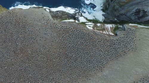 Quadcopter aerial imagery of an Adélie penguin breeding colony. (WHOI, Northeastern University, Courtesy Thomas Sayre McChord, Hanumant Singh)
