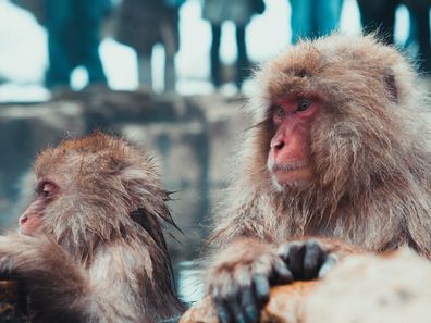 Jigokudani Monkey Park in Japan.