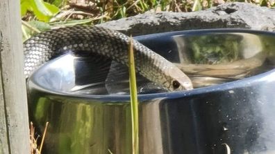 Un serpent brun de l'Est a été aperçu en train de boire dans une gamelle publique pour chien près d'une plage de Nouvelle-Galles du Sud.