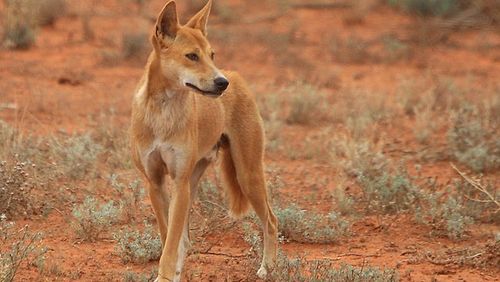 A mine worker was attacked by three dingoes while eating lunch last week. Picture: AAP