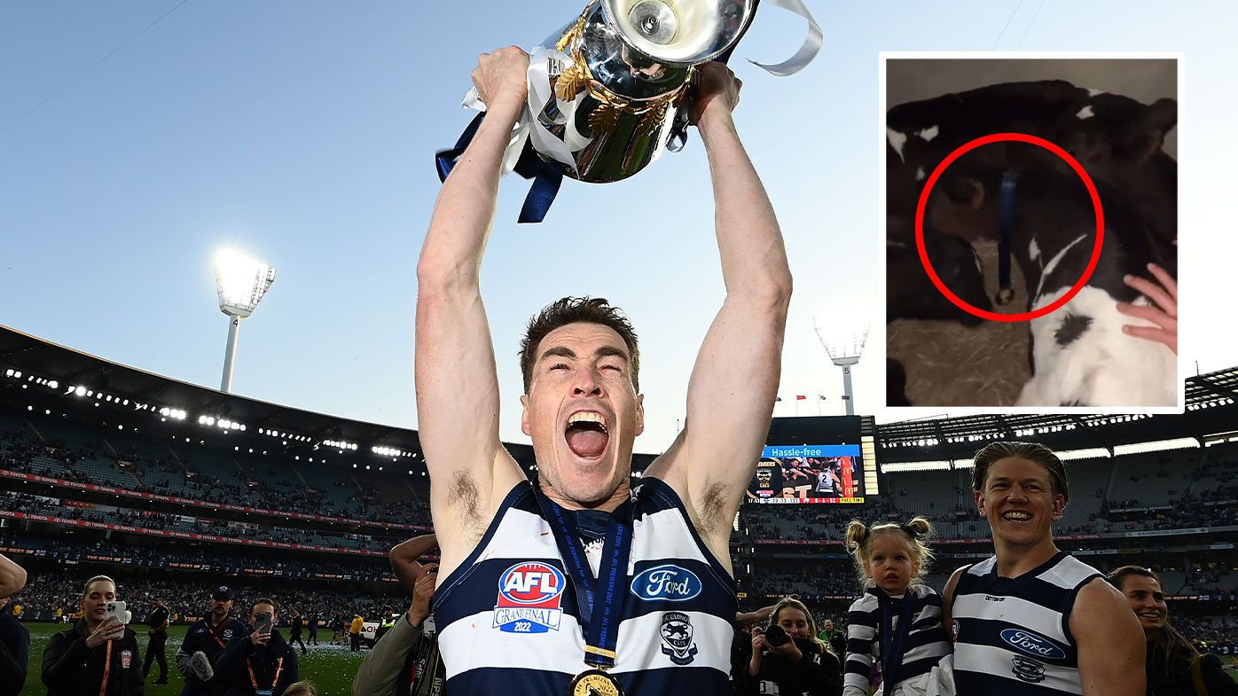 Jeremy Cameron reveals how now-famous cows almost derailed grand final preparations