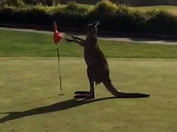 Boxing kangaroo interrupts professional golfer