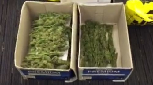 Man charged after $400,000 of cannabis seized from mid-north coast home