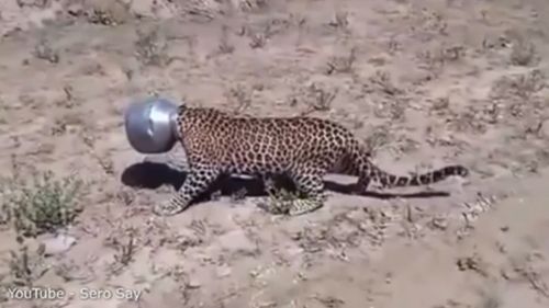 The leopard was left sheepish after its head got stuck. 