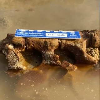 Ocean Grove Beach: 20-million-year-old whale fossil discovered at Victorian  beach in rare find