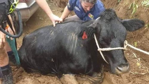 One cow got stuck in the mud and couldn't get out for 15 minutes.