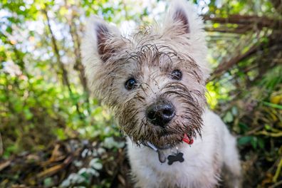 Dog digging stock