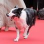 Messi the dog makes red carpet encore at Cannes