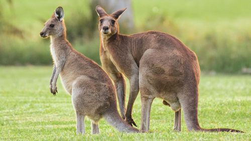 File image: Two kangaroos were killed when hit by Boland's ute.