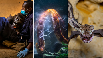 The winners of the prestigious Wildlife Photographer of the Year competition, developed and produced by the Natural History Museum in London, have been announced. The images awarded showcase the natural world in all its glory. 