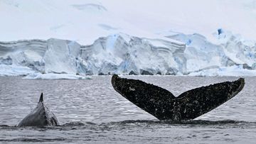 A pod of Humpback whales pictured at the Gerlache Strait in Antarctica on January 19.