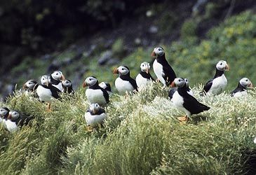 Where is the largest colony of Atlantic puffins?