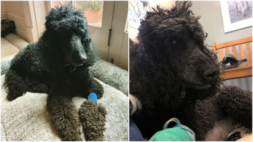 My second Standard Poodle, Zorro, nearly died from bloat just last week.