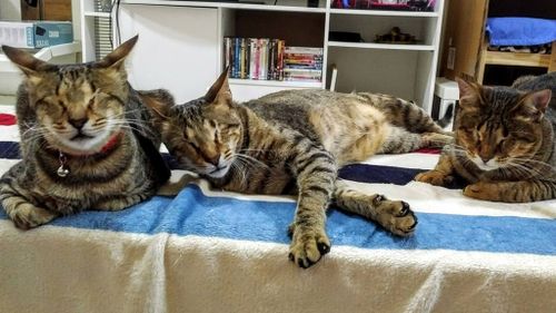 Three blind cat siblings adopted together
