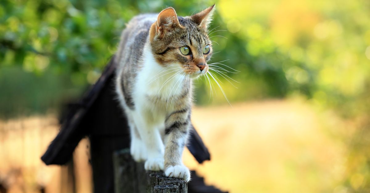 Why one decision can reduce your cat's life expectancy by 10 years