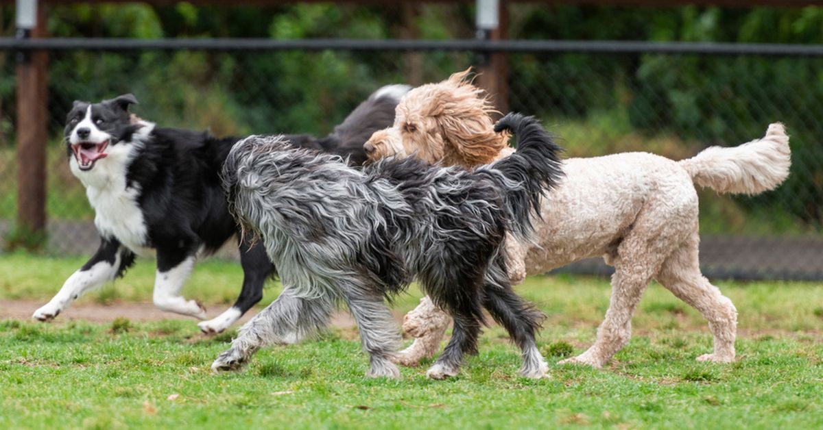 Scientists find vegan diets deliver improved health for dogs