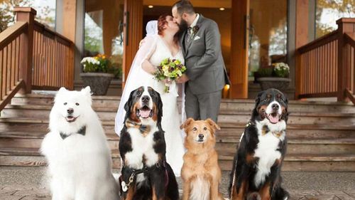 Four dogs become wedding guests of honour joining bride and groom for first dance