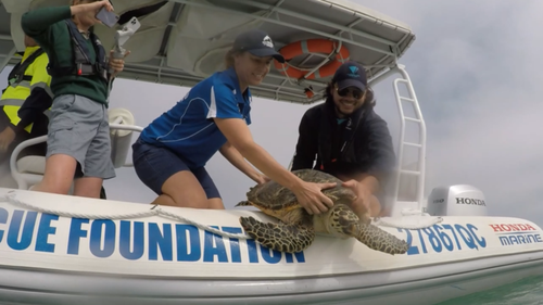 The Department of Environment and Science and SeaWorld have released four turtles into the wild.