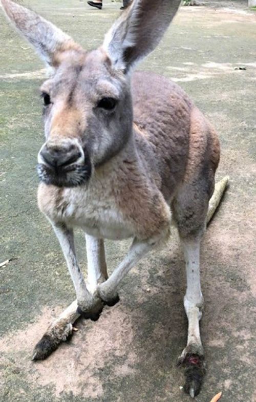 A 12-year-old female kangaroo at Fuzhou Zoo in Fujian province died after she was struck with a stone that caused "massive bleeding" from one foot. (Weibo)