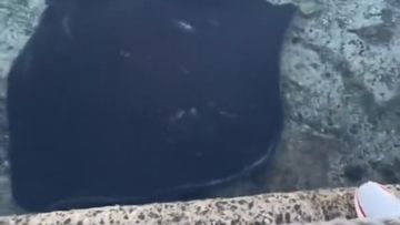 A stingray has been found in a Sydney beach pool.