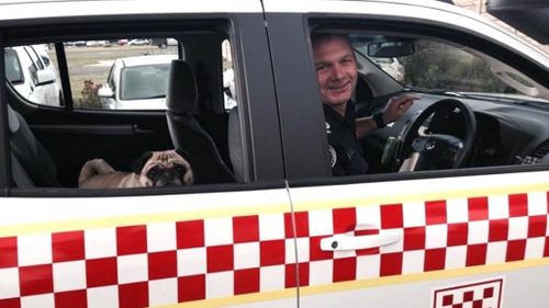 Pug life: Victorian pug becomes country firefighter for a day