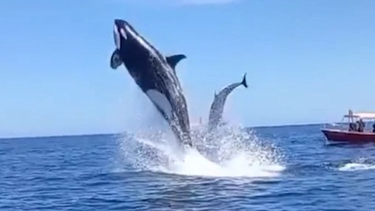 killer whales eating dolphins