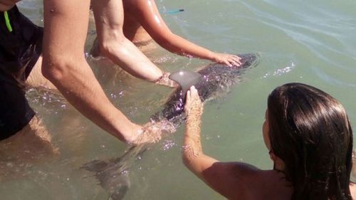 Baby dolphin dies on Spain beach after tourists used it for selfies