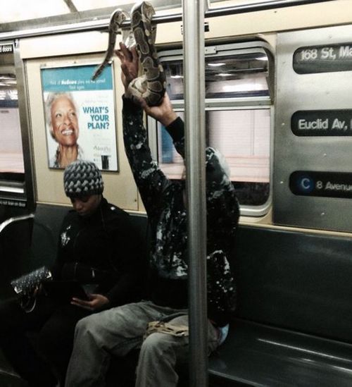 One of the snakes was hanging from the railing while another was wrapped around a Subway commuter's leg on Monday night. (Picture: Instagram)