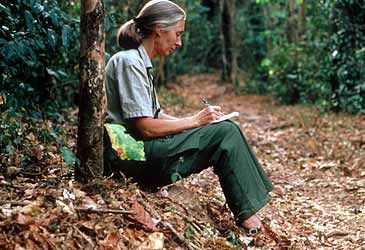 Which of the apes is Jane Goodall best known for studying?