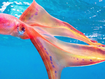 Ultra rare 'rainbow like' octopus spotted on Great Barrier Reef 