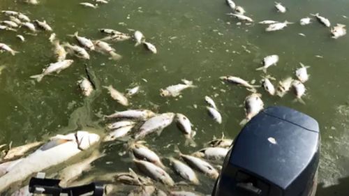 Dead fish float on the surface of the Darling River at Menindee, in far west NSW.