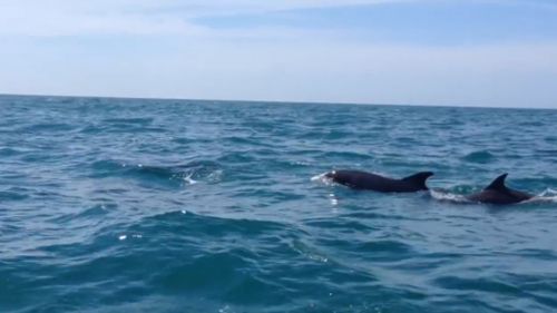 While bottlenose dolphins are common in the area, the rowers got a serious surprise. (9NEWS)