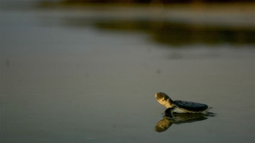 A newly hatched loggerhead turtle makes its way to the ocean.