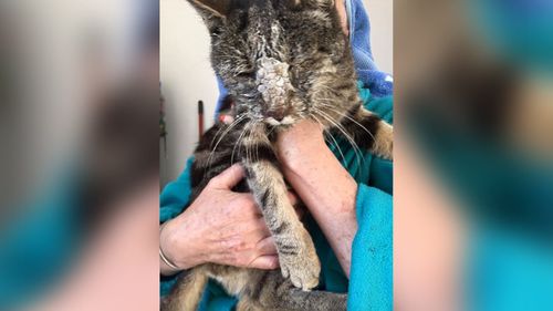 Was it curiosity or cruelty that almost killed this cat?