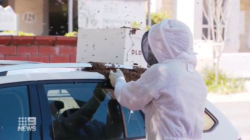 Thousands of bees have created a headache for a woman at an Adelaide cafe strip after the bees swarmed on her car.