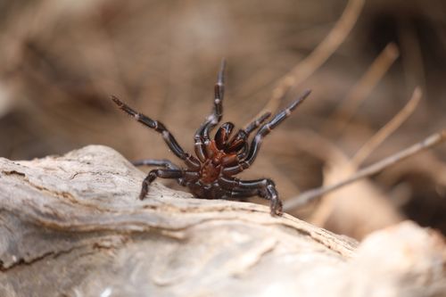 Un "extraordinairement rare" L'ouverture d'un sac d'œufs d'araignée en forme d'entonnoir de Sydney a été filmée par l'Australian Reptile Park.