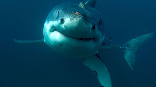 This undated image released by Discovery Channel shows a great white shark.