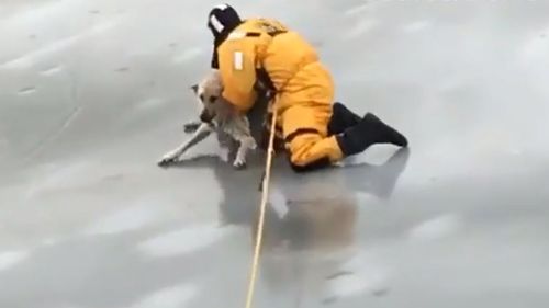 The video of the rescue has been viewed more than 100,000 times.